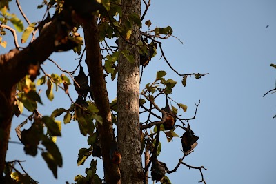 Flying Foxes