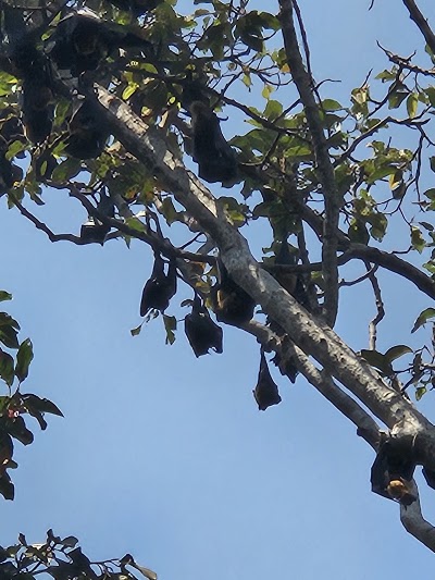 Flying Foxes