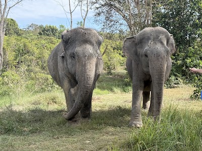 Kulen Elephant Forest
