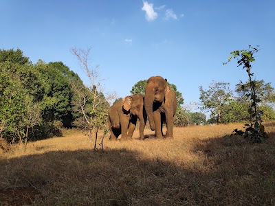 ELIE & The Elephant Valley Project