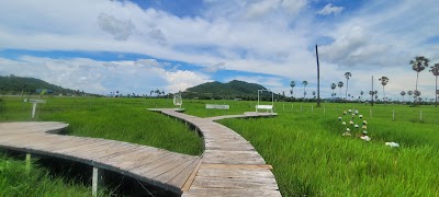 កាហ្វេ វាងក្រុង