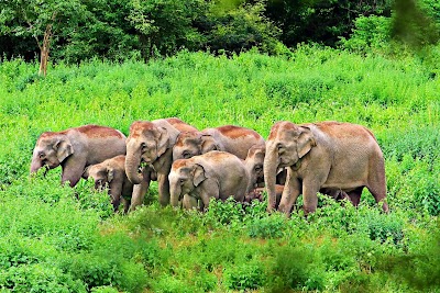 Kulen Elephant Forest