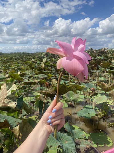 Lotus Silk Farm