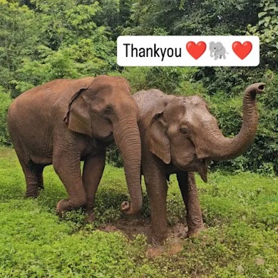 ELIE & The Elephant Valley Project