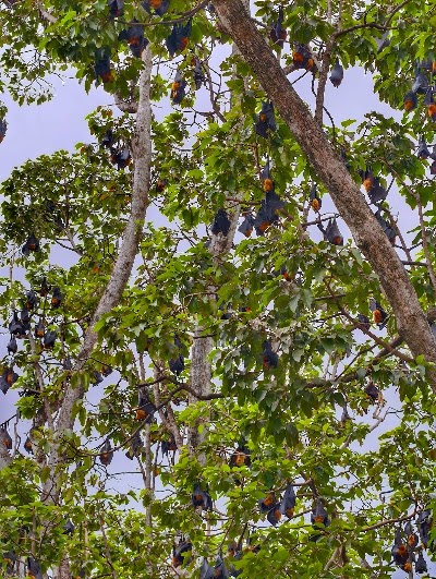 Flying Foxes