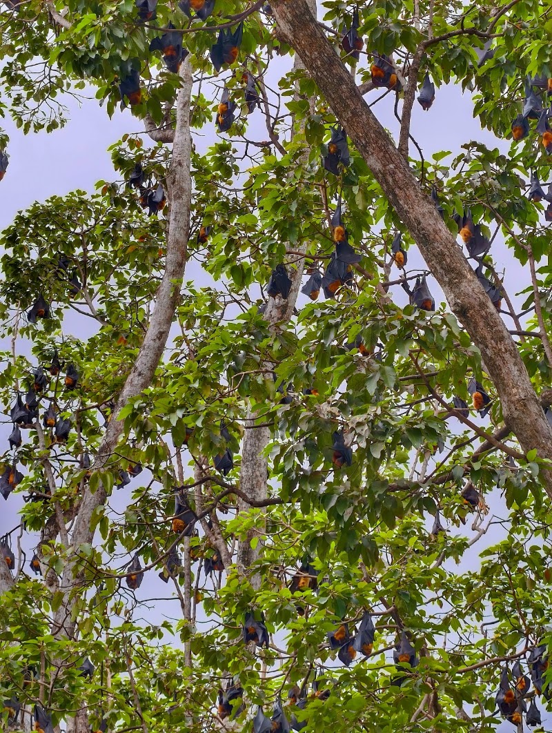 Flying Foxes